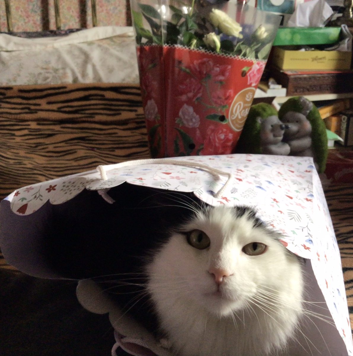 Flook666's tweet photo. Smokey the cat will crawl into any small space he can find because obviously everything should be filled with cats…..
#CatsOfTwitter #Boxcats https://t.co/UpRgBU4VNH