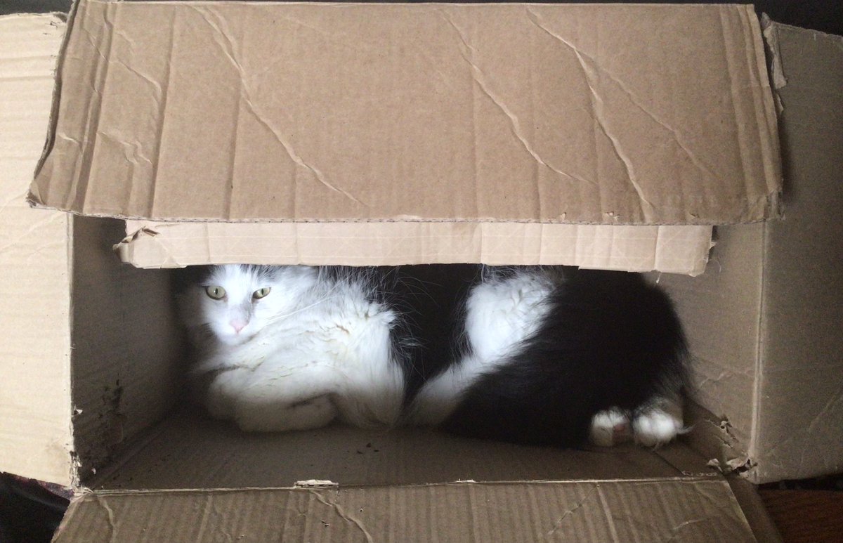 Flook666's tweet photo. Smokey the cat will crawl into any small space he can find because obviously everything should be filled with cats…..
#CatsOfTwitter #Boxcats https://t.co/UpRgBU4VNH