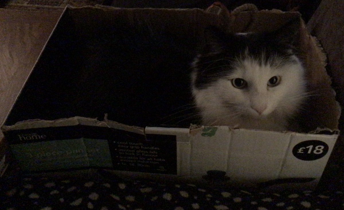 Flook666's tweet photo. Smokey the cat will crawl into any small space he can find because obviously everything should be filled with cats…..
#CatsOfTwitter #Boxcats https://t.co/UpRgBU4VNH