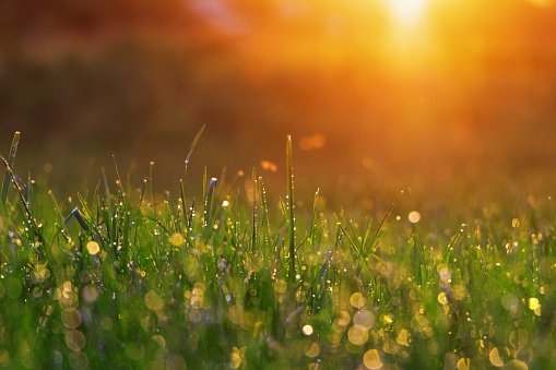 WordsworthDaily's tweet photo. "What though the radiance that was once so bright, be now forever taken from my sight. Though nothing can bring back the hour of splendor in the grass, of glory in the flower; We will grieve not, rather find strength in what remains behind." 
-#Wordsworth #BornOnThisDay #poetry https://t.co/ulEnXzxWFG