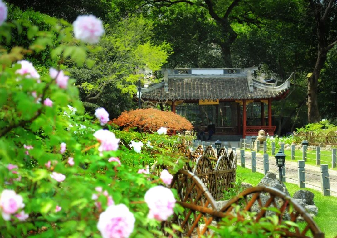 PDChinaLife's tweet image. You are invited to a peony-themed carnival! With the blossoming of peonies, Zhongshan Park in Changning district of Shanghai will host the annual carnival on April 8. Ready to be surrounded by the sea of flowers at the classical garden!