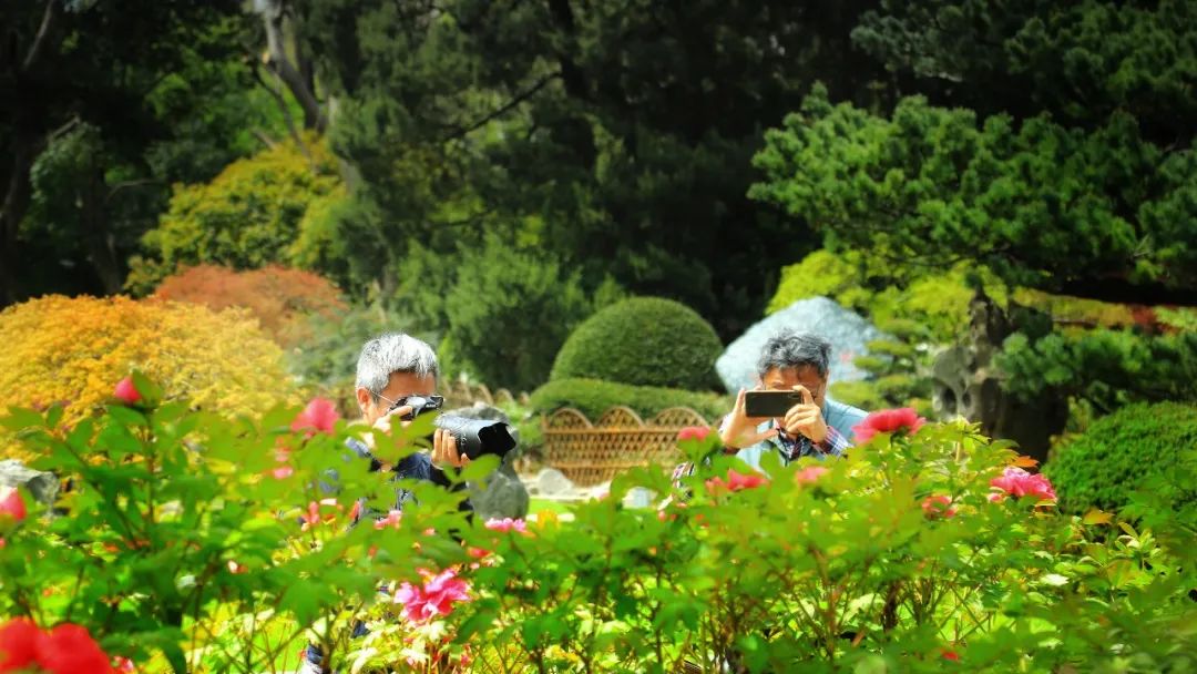 PDChinaLife's tweet image. You are invited to a peony-themed carnival! With the blossoming of peonies, Zhongshan Park in Changning district of Shanghai will host the annual carnival on April 8. Ready to be surrounded by the sea of flowers at the classical garden!