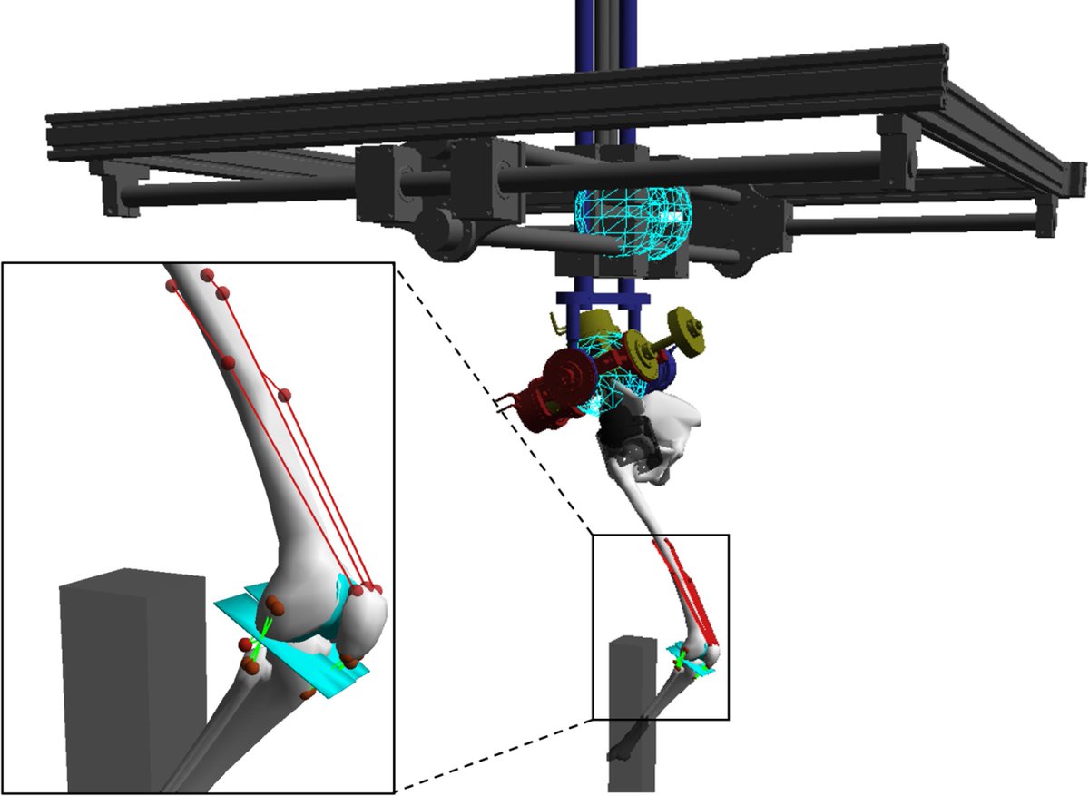 A first author article of mine is now online. 🎉
doi.org/10.1016/j.jbio…
Musculoskeletal simulations are now commonplace in orthopaedic research. Validating the underlying model can be done by containing the specimen in a robot and utilizing traditional control system theory! 🤖