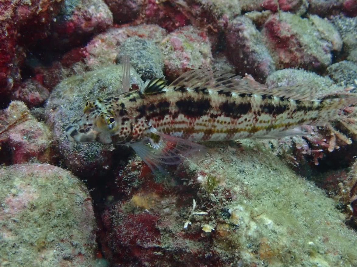 こんにちは✨
北里大学医学部潜水医学研究会です🤿

新入生の皆さん！
ご入学おめでとうございます🥳

この春から新しいことに挑戦したい人、私たちと一緒にダイビングしてみませんか！

兼部も全然おっけー🙆🏻‍♀️︎なので、興味ある方ぜひ1度DMにて相談ください🥰