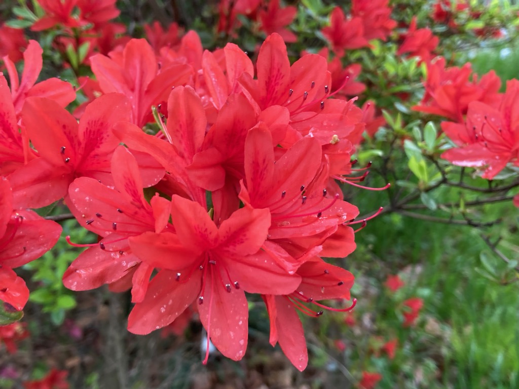 キリシマツツジ・赤花・二重咲き【現品】管理22313