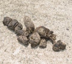 hawleyNO's tweet photo. Speaker of the Tennessee House of Representatives Cameron Sexton as feces 11/12 #TenneseeThree https://t.co/ntIRLK28bi