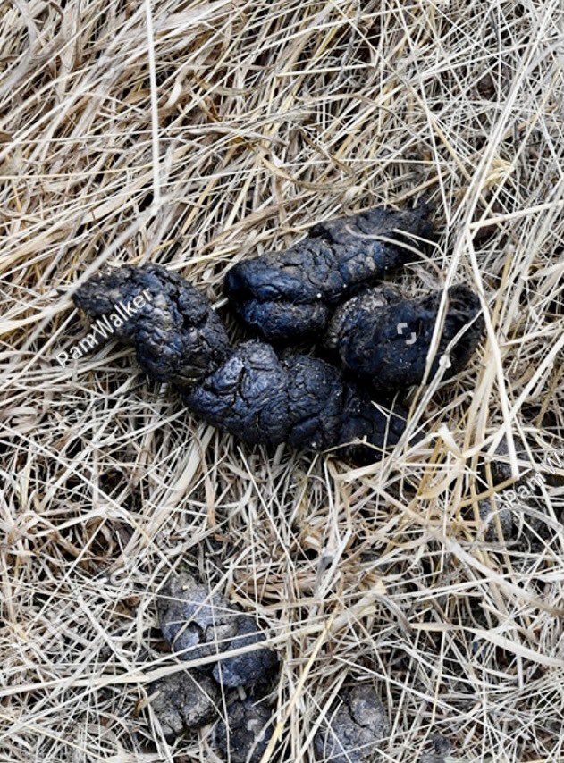 hawleyNO's tweet photo. Speaker of the Tennessee House of Representatives Cameron Sexton as feces 12/12 #TenneseeThree https://t.co/PMlHCcfO86