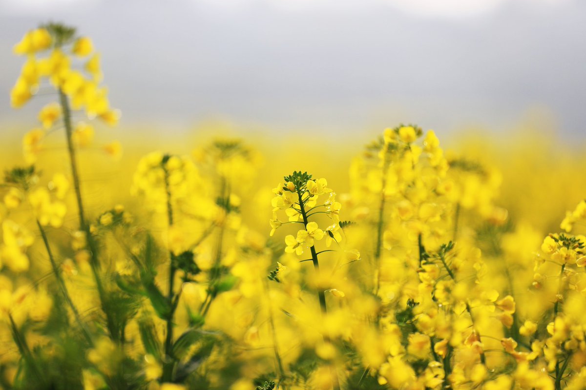 DiscoverGuizhou's tweet photo. #Rapeseed flowers form a beautiful 'golden sea'  in Liu Panshui, #Guizhou. Millions of blooming rapeseed flowers are attracting thousands of tourists and photographers. They have to be quick, the flowers will fade by the end of #April. https://t.co/0I2xIVUANZ