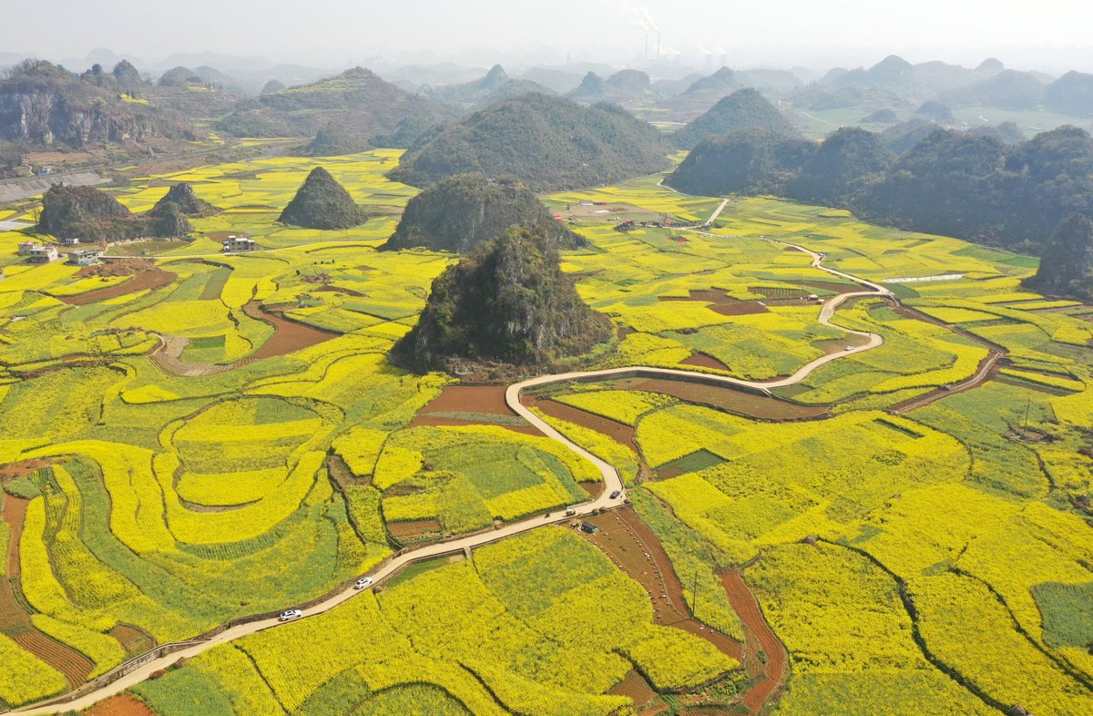 DiscoverGuizhou's tweet photo. #Rapeseed flowers form a beautiful 'golden sea'  in Liu Panshui, #Guizhou. Millions of blooming rapeseed flowers are attracting thousands of tourists and photographers. They have to be quick, the flowers will fade by the end of #April. https://t.co/0I2xIVUANZ