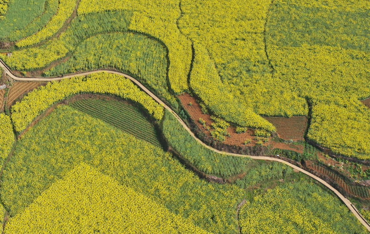 DiscoverGuizhou's tweet photo. #Rapeseed flowers form a beautiful 'golden sea'  in Liu Panshui, #Guizhou. Millions of blooming rapeseed flowers are attracting thousands of tourists and photographers. They have to be quick, the flowers will fade by the end of #April. https://t.co/0I2xIVUANZ