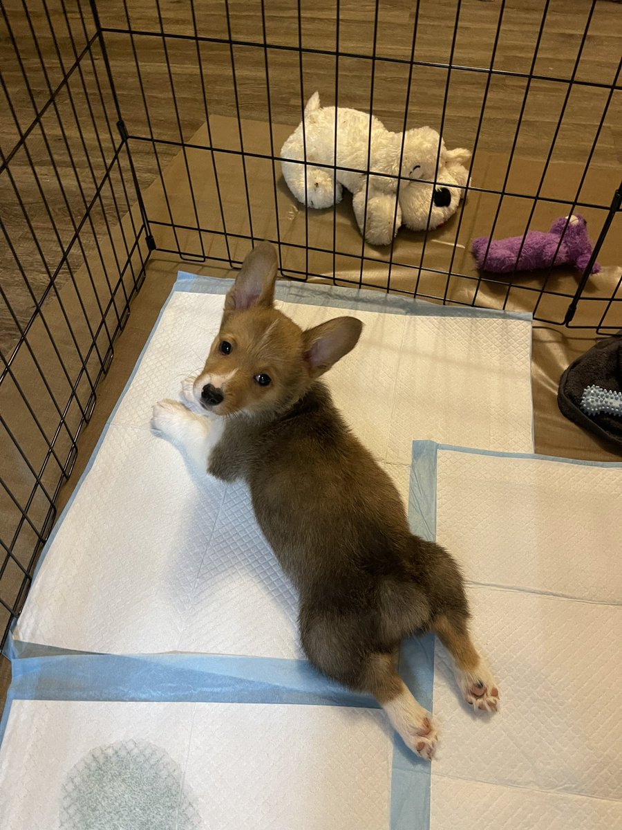nicreyath's tweet photo. @PredsNHL @Gnash00 @PetSmart Brian is ready to shop!! 🏒 ❤️ https://t.co/gdqezqyfgw