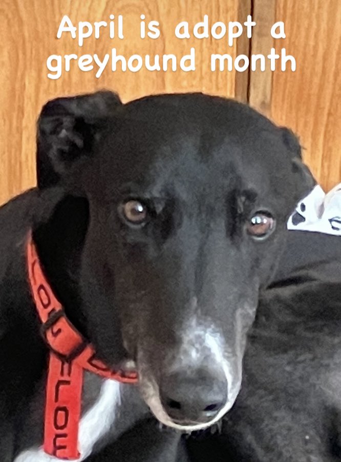 RetGreys_Cbury's tweet photo. Let’s spread the message as to what great pets Greyhound’s make.

#greyhound #adoptdontshop #adoptdontbuy #adoptagreyhound #kentdogs #londondogs #greyoundlove #greyhoundsmakegreatpets #canterbury #AdoptDontBuy https://t.co/aEunC2WglS