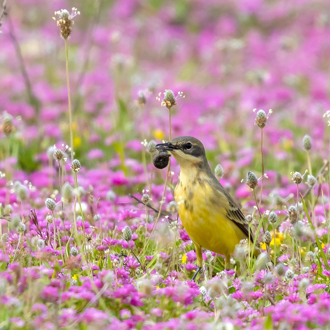Baharın gelişi ile sadece göçmen kuşlar gelmiyor, Doğa da uyanıyor rengarenk🙂🍀
Sarı kuyruksallayan
#Antalyakuskampi2023 #hangitür