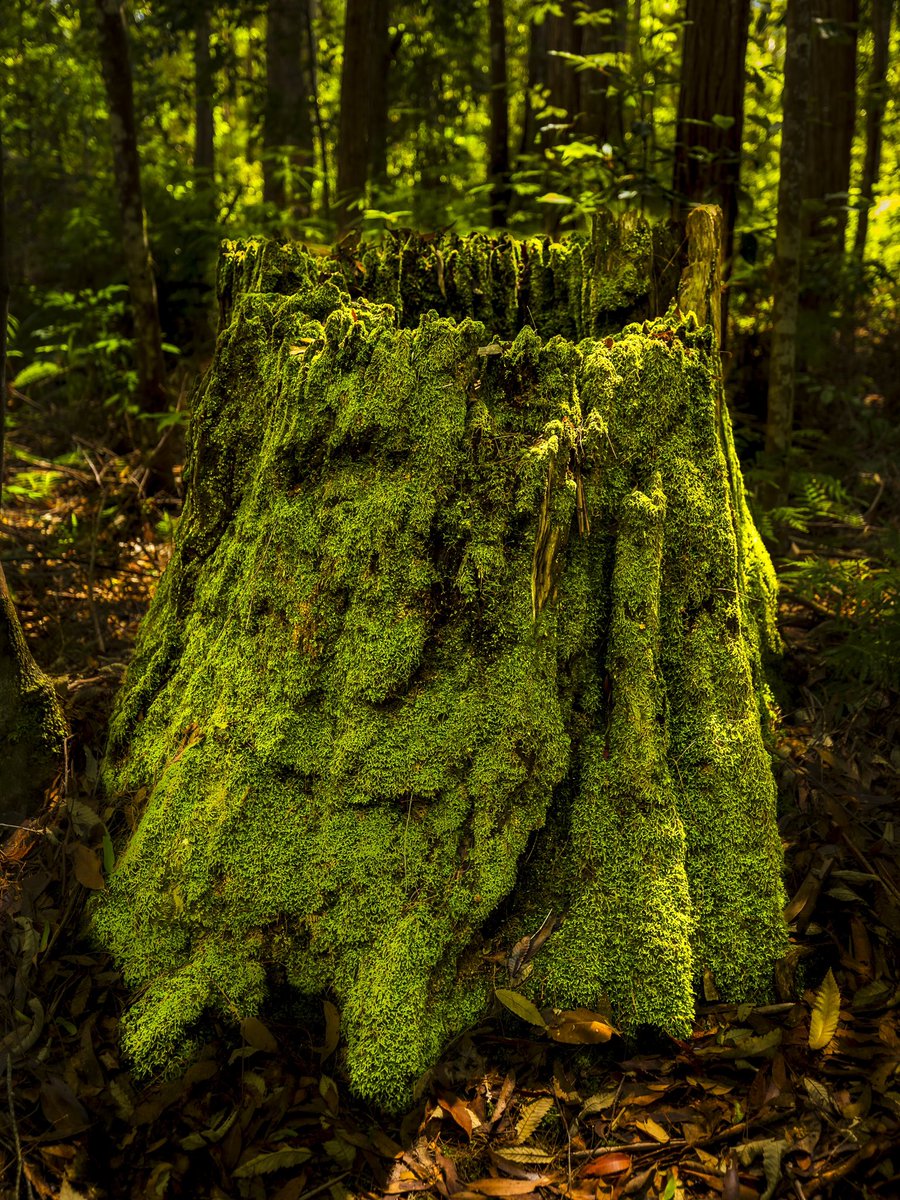 Nature knows how to turn things around after a bad day.

#moss #reincarnation #travel #rainforrest #cooloolabindam #sunshinecoast #photography #landscapephotography #canonaustralia #3leggedthing #nisifiltersanz #gothere #kuhl #shimodadesigns #sandiskapac #raw_community