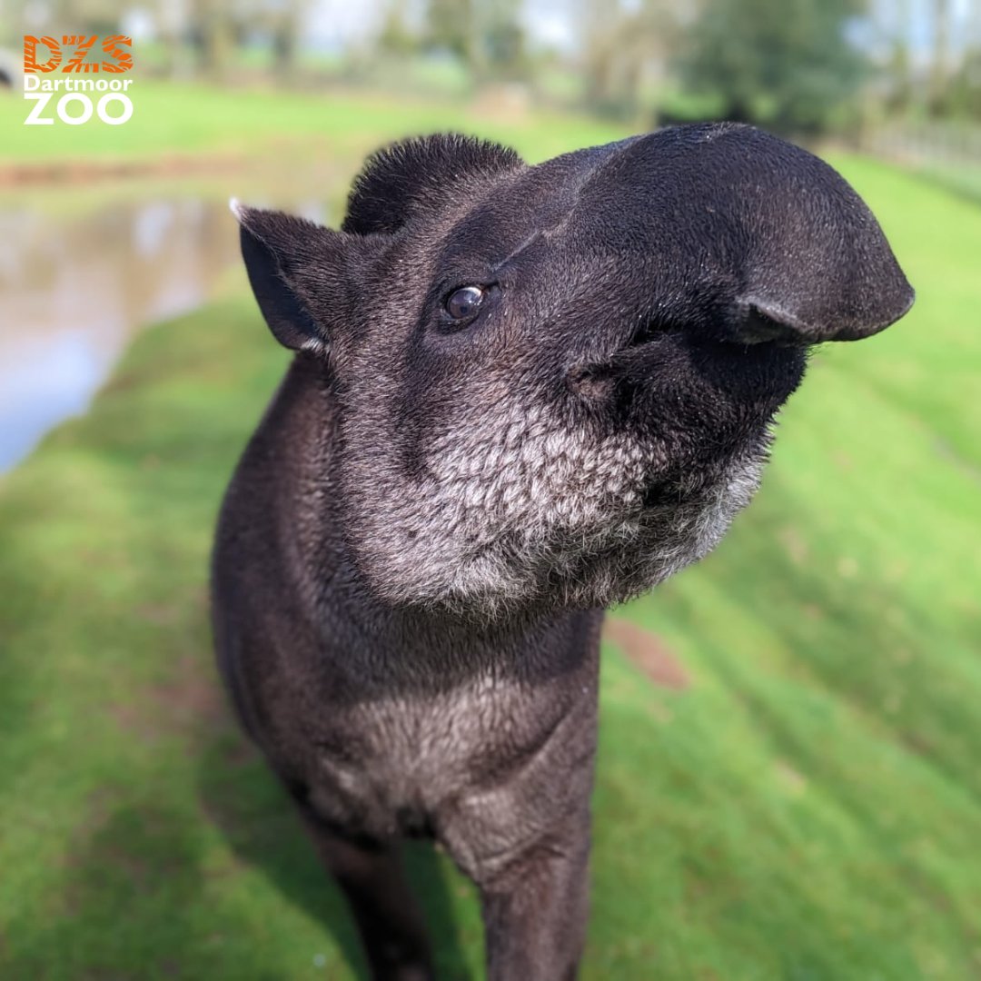 Dartmoor Zoo tweet media