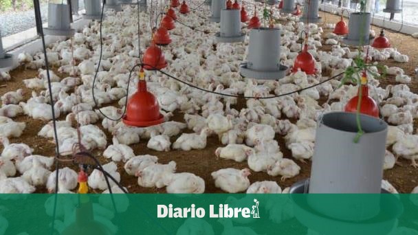 DiarioLibre's tweet photo. 💰 |#EconomíaDL| Este es el nuevo "Pollo Index" con el nuevo salario mínimo promedio
🔗https://t.co/Z7RsKB7w3K
#DiarioLibre #Agro #PolloIndex #SalarioMínimo https://t.co/E8ny3LI5JQ