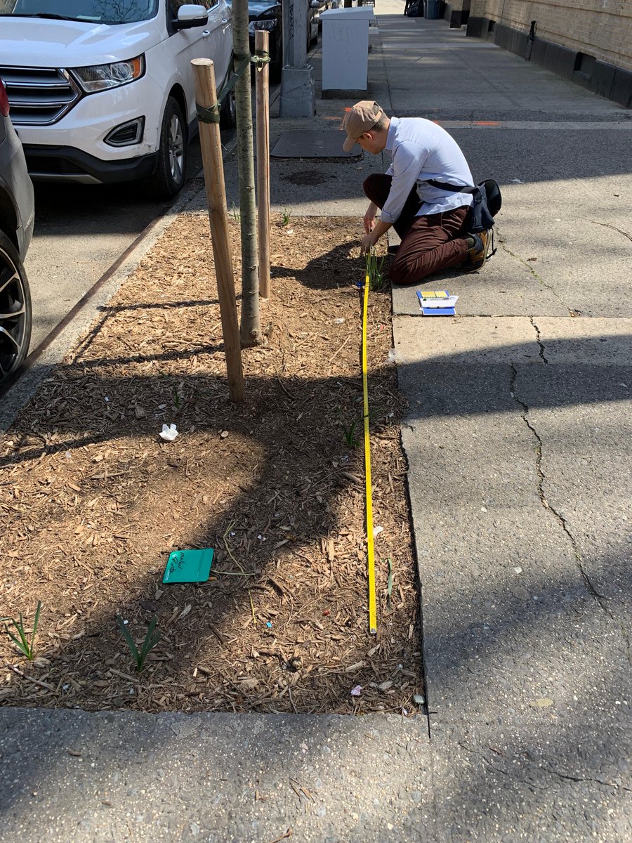 TreesNewYork's tweet photo. We inspected our #trees in the #SouthBronx to ensure they are doing well. Happy to report they all survived the winter and are starting to leaf out! We also measured their #tree beds for the #TreeGuards we look forward to installing this #spring. #NYCUrbanForest #TreeStewardship https://t.co/drVMaAbjxo