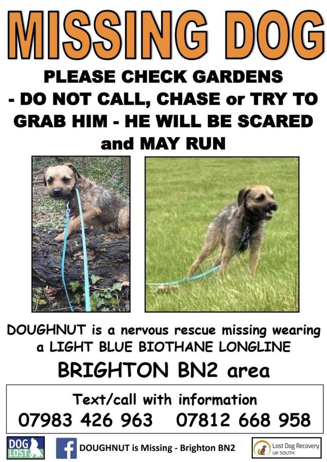 JailBirdZoe's tweet photo. Please retweet 🙏Doughnut is still missing 😢 Spotted yesterday running down Ditchling Rd. Friends in #Brighton please keep a 👀out. He's been gone for 7 days. Me &amp; Mum have been out sniffing for him for 3 days. If he's back in town he may be hiding in a garden. 💓 https://t.co/bGFdP9kvwC
