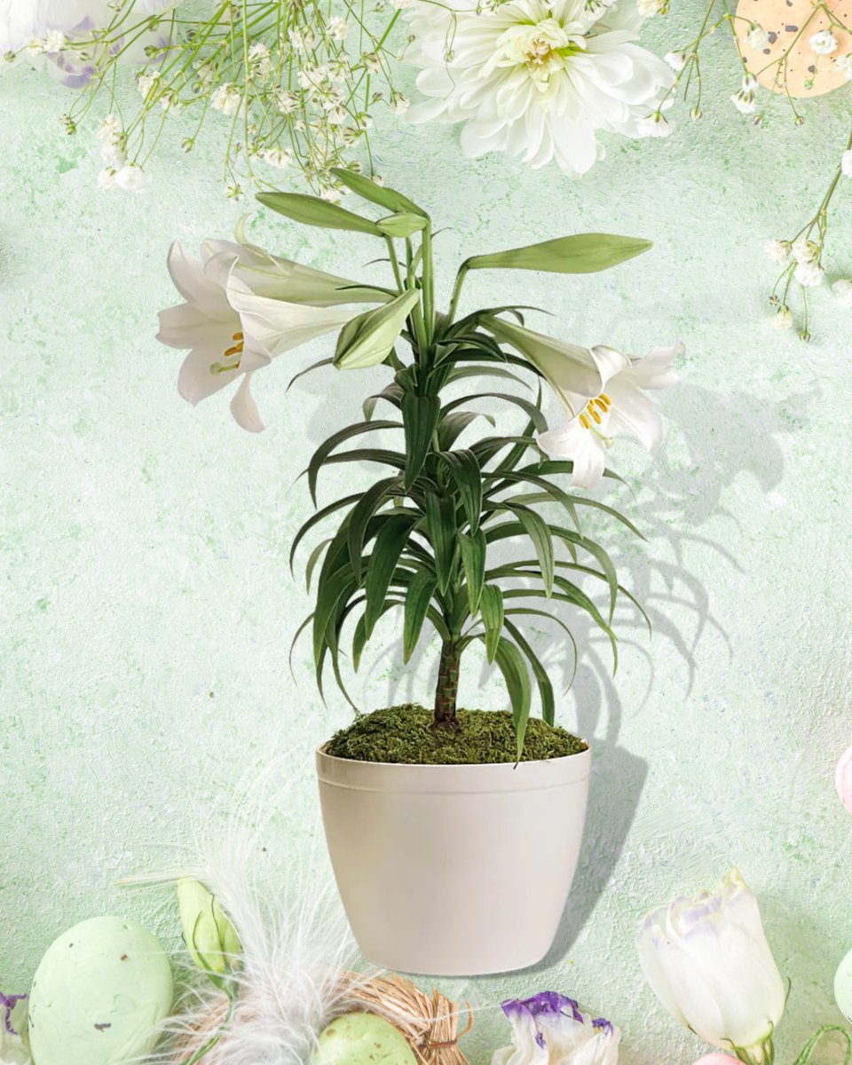 With its long, graceful leaves, this beautiful white lily plant is the perfect choice for Easter. 
Today is Friday...but Sunday is coming. 

#goodfriday #goodfridayflowers #easter #eastersunday #easterlilies #easterplants #thriftyflorist #detroitmi #floristofdetroit
