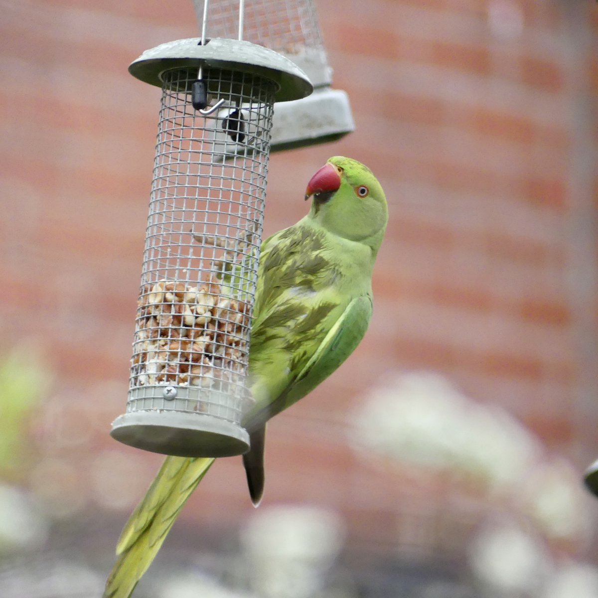 Female parakeet in Didsbury Manchester

#southmanchester #didsbury #birding #birdphotography #birdsoftwitter #birds