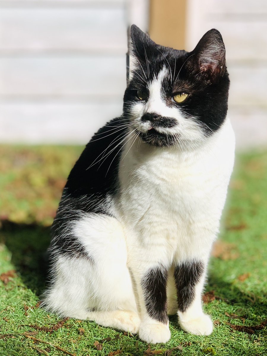 Eleri is chillaxing in the garden this morning.  It’s a beautiful day ☀️☀️💗💗 #CatsOfTwitter #Eleri #sunshine #chillax #cats #FriendshipGoals