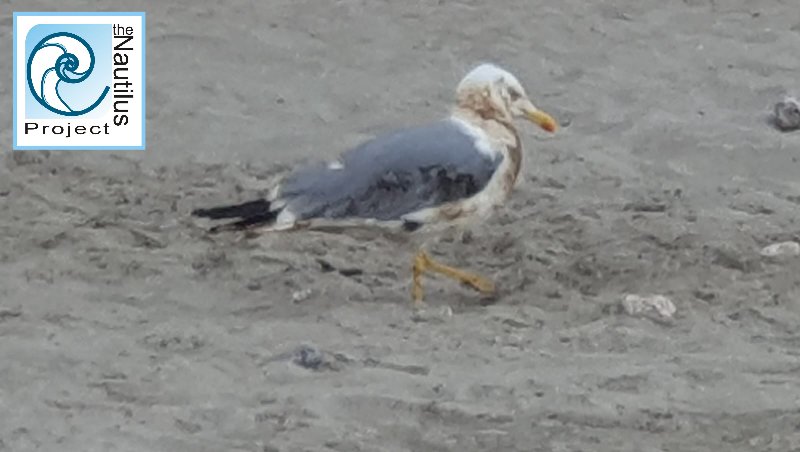 #CatalanBay Yellow-legged seagulls with visible oil slick effects yesterday 
Please keep a look out for any oiled animals in distress 
TNP available 24/7 on standby with small teams deployed along the coastline monitoring the situation
#gibraltar #environmentaldisaster #oilspill