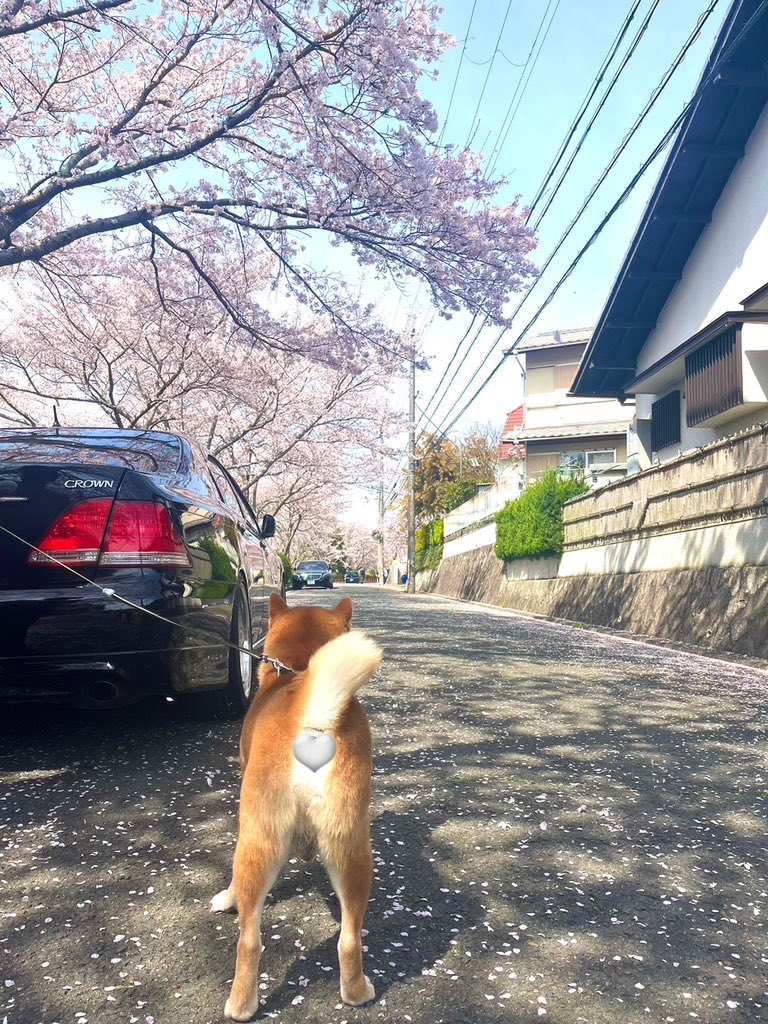 愛車と愛犬🐕と桜🌸

#CROWN
#GRS182
#ロイヤルサルーンg
#柴犬大好き 
#柴犬との暮らし