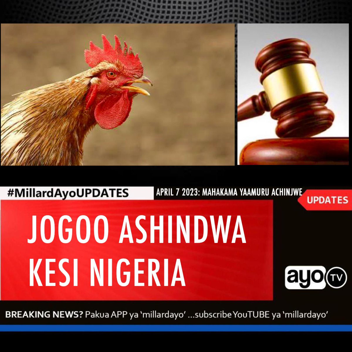 millardayo's tweet photo. Mahakama ya Hakimu Mkazi huko Kano Kaskazini mwa Nigeria imemuamuru Mwanaume aitwae Malam Yusuf kumchinja jogoo wake kwa sababu amekuwa akipiga makelele na kusababisha usumbufu.

Hukumu hii imetolewa baada ya Jirani kushtaki akilalamikia kukoseshwa usingizi. #MillardAyoUPDATES https://t.co/fRHSVG2OBI