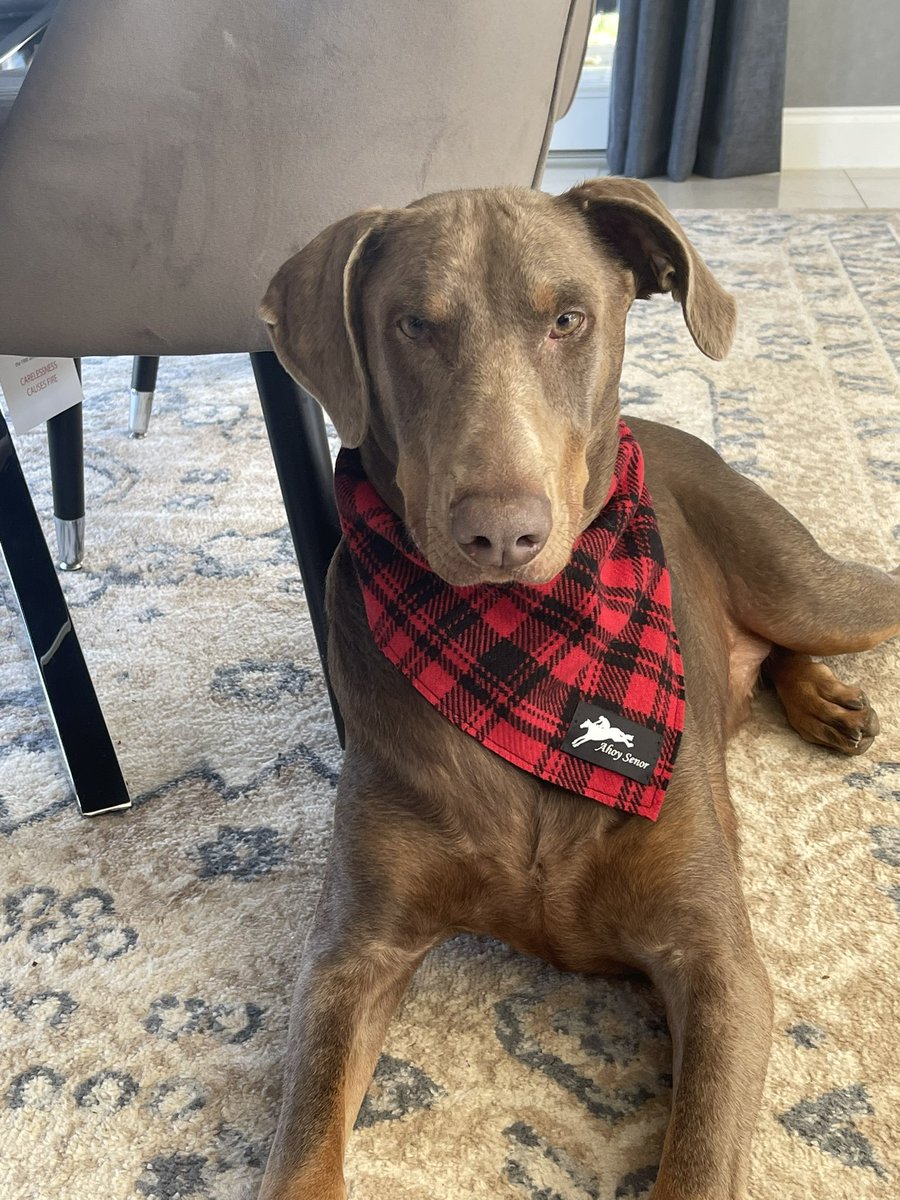 The very handsome Lincoln is very much looking forward to seeing Hank (Ahoy Senor) run at Aintree. He’s already excitedly wearing his Ahoy Senor tartan bandana ❤️🖤