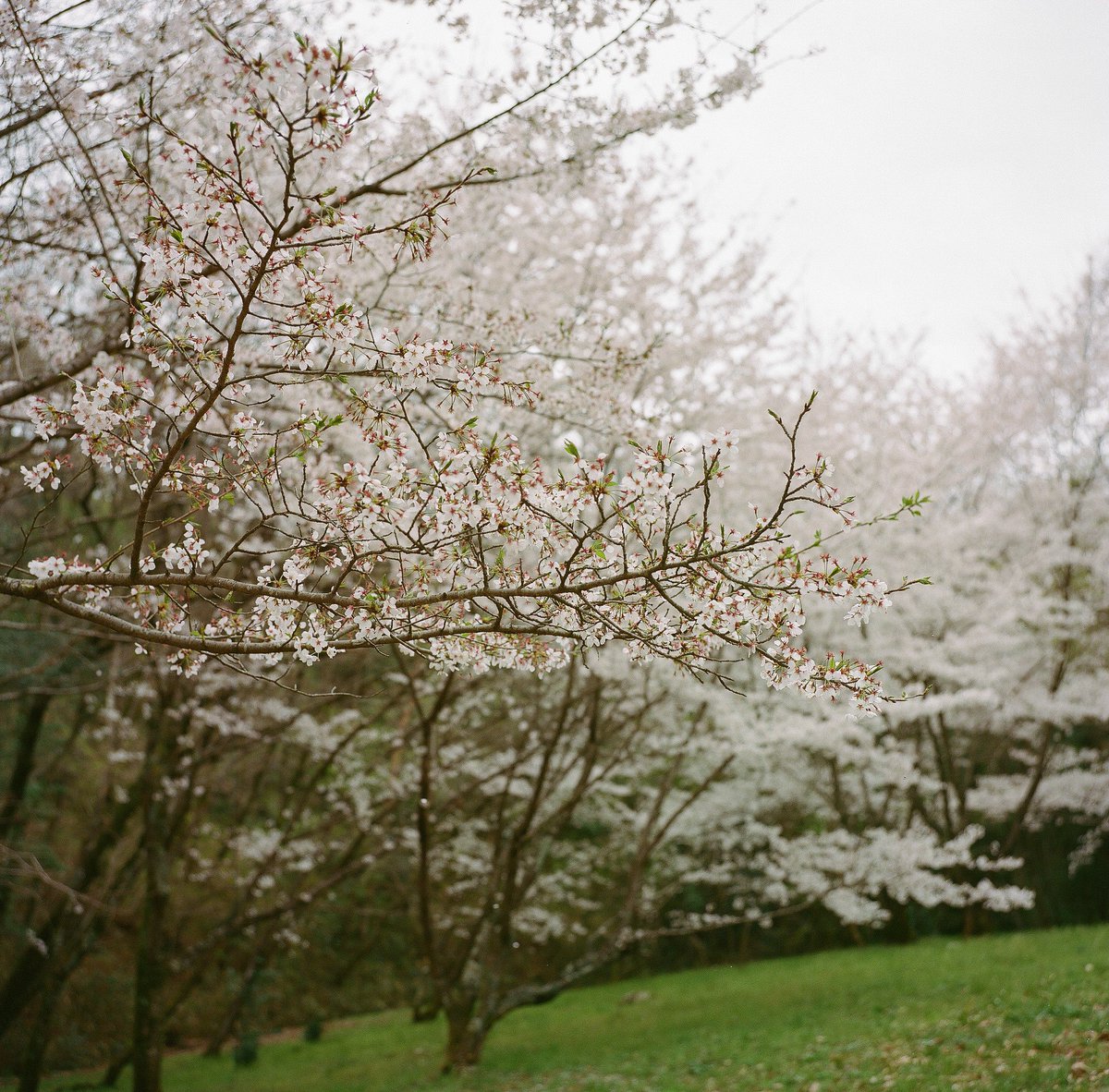 takeruneenee's tweet photo. ่ฟใค้ฃ้ณฅ
KODAK PORTRA400
#ใใใใฅใขใทใฅใใฆใถใผ
#ๅ็ๅฅฝใใชไบบใจ็นใใใใ
#filmpgotography
#ใใฃใซใ ๅ็ https://t.co/h8iyoyYMGN
