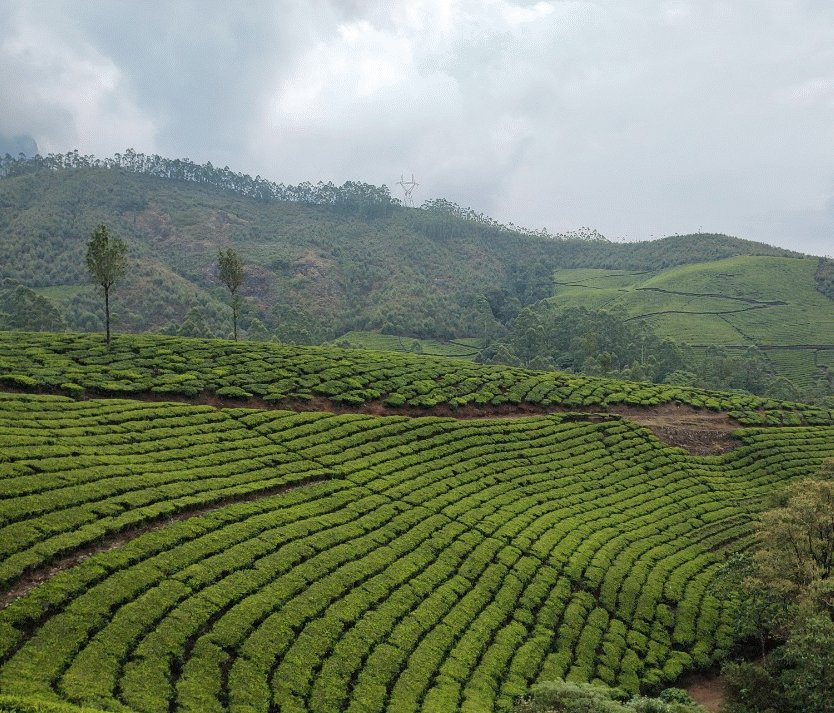 Munnar a land like necer before 
#munnar #keraladiaries