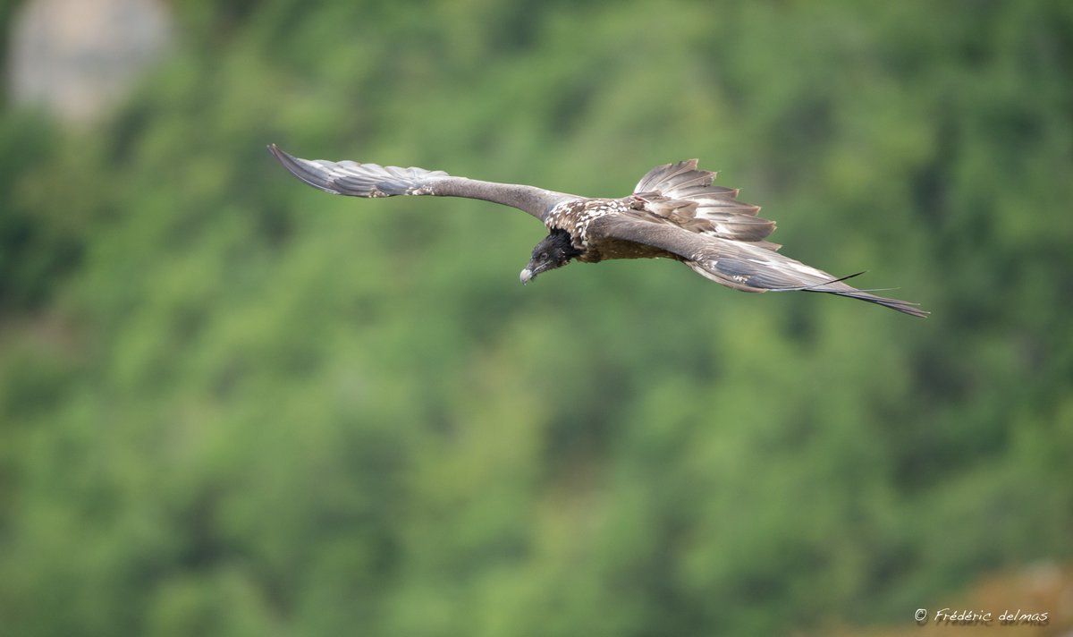 We are very proud of Eglazine, the #BeardedVulture of @ParcoNaturaViva released in #France with @4Vultures and @LPOFrance within the #gypconnect @LIFEprogramme