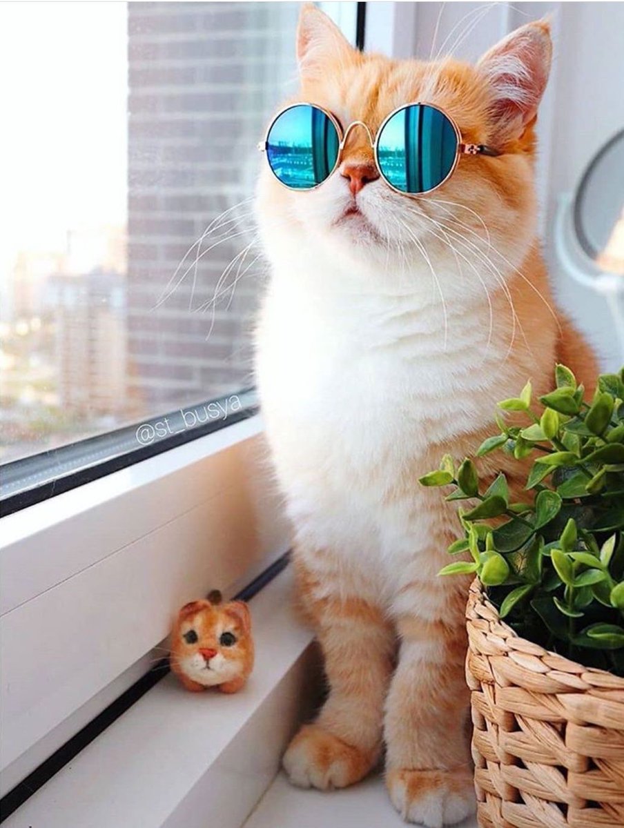 " โย่ว และนี่คือเสียงจากแมววัด 
ติดกำแพงจนต้องเอาเหล็กงัด
ร้องเบาๆแต่ไกลไปแปดวัด
หลวงพี่ทนฟังนะ !!"

หัวโยก โย่วๆ

"ก่อนจะวิ่งกินหมูปิ้งมาก่อน
ได้เวลาซิ่งไม่ต้องวิ่งมากอด
ก่อนจะนิ่ง พุงต้องปลิ้นมาก่อน
แต่ทาสยังไม่สิ้นก็ต้องดิ้นกันต่อ "

" และนี่คือทาสแมวซาวด์—"