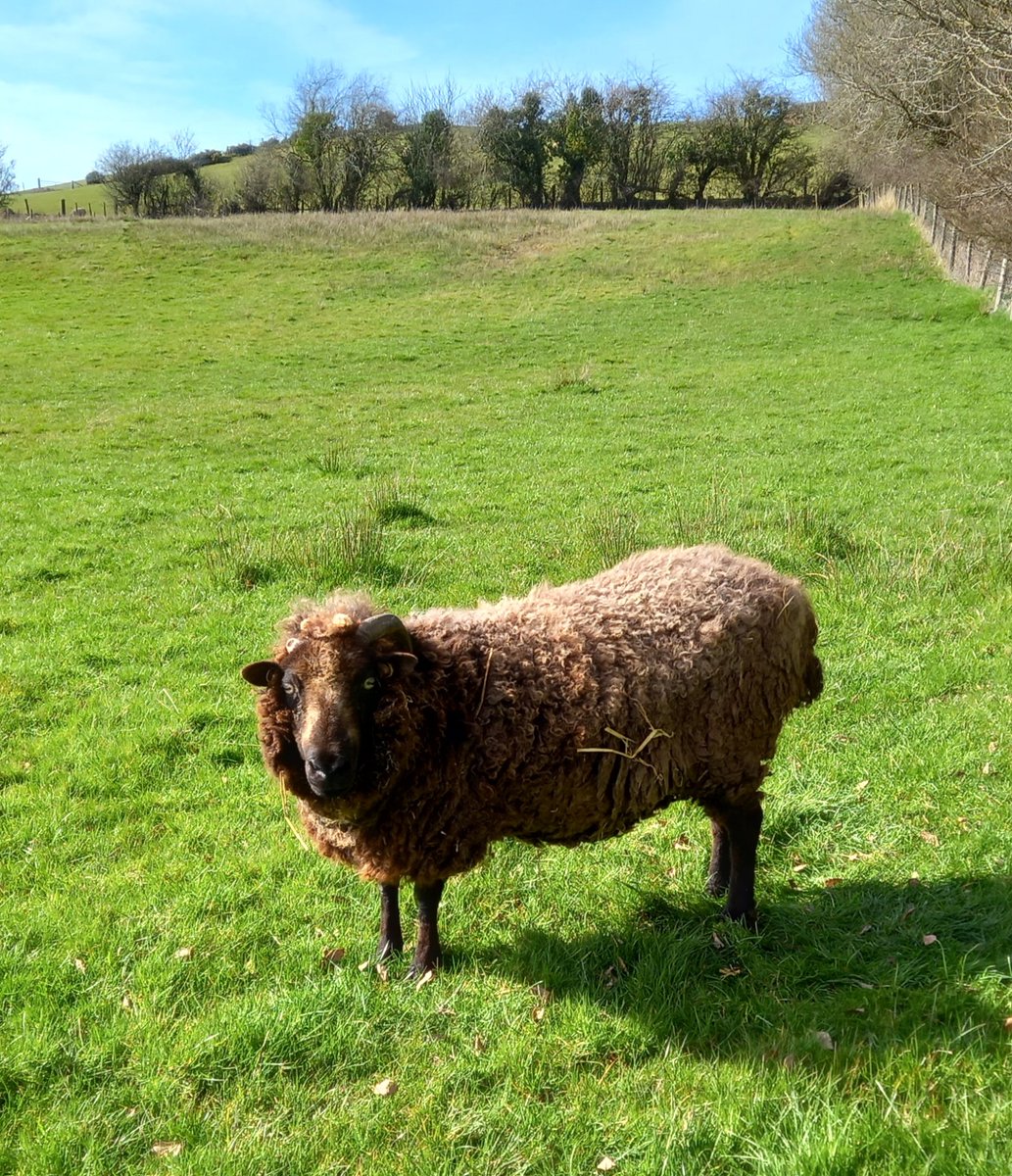 What a beautiful crisp morning. The sky is blue and the sun is shining ☀️ Old lady Bramble says this is just what we need!

#animalsanctuary #sheep365 #sheep #old lady #springgrass #bluesky #nonprofit #amazonwishlist #sheep4life #AnimalLovers #foreverhome