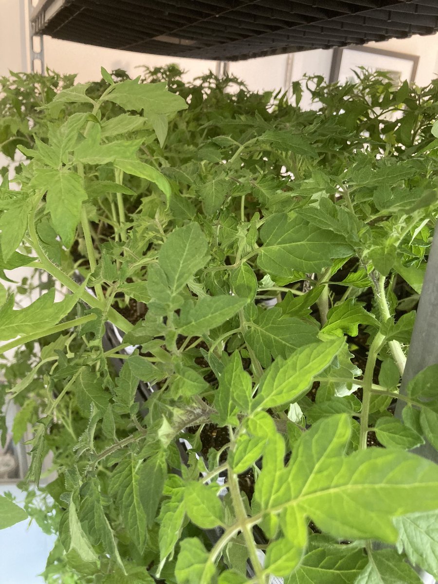 We got LOADS of stuff in the <a href="/fortyhallfarm/">Forty Hall Farm</a> shop and farmers market this weekend, including lush purple sprouting broccoli, the first spring onions and plenty of tomato plants!