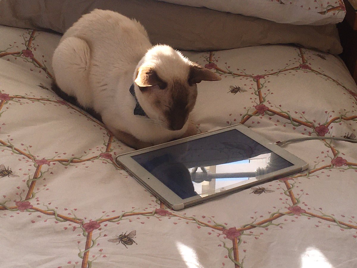 Diablo_Siamese's tweet image. It’s a #StringIsTheThing kind of day 😻@jolenehunter #GoodFriday