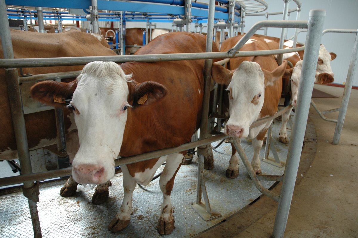 #prixdulait 🇩🇪 : il a baissé de 28 € en janvier. Il devrait reculer d'environ -44 € en février à encore 5⃣1⃣2⃣€/1000 l. Février servira dans les négos du prix de mai.☝️Dans le sud 🇩🇪, qui fabrique des PGC, la baisse est moindre (-30€/1000 l) que dans le nord  (-58€).