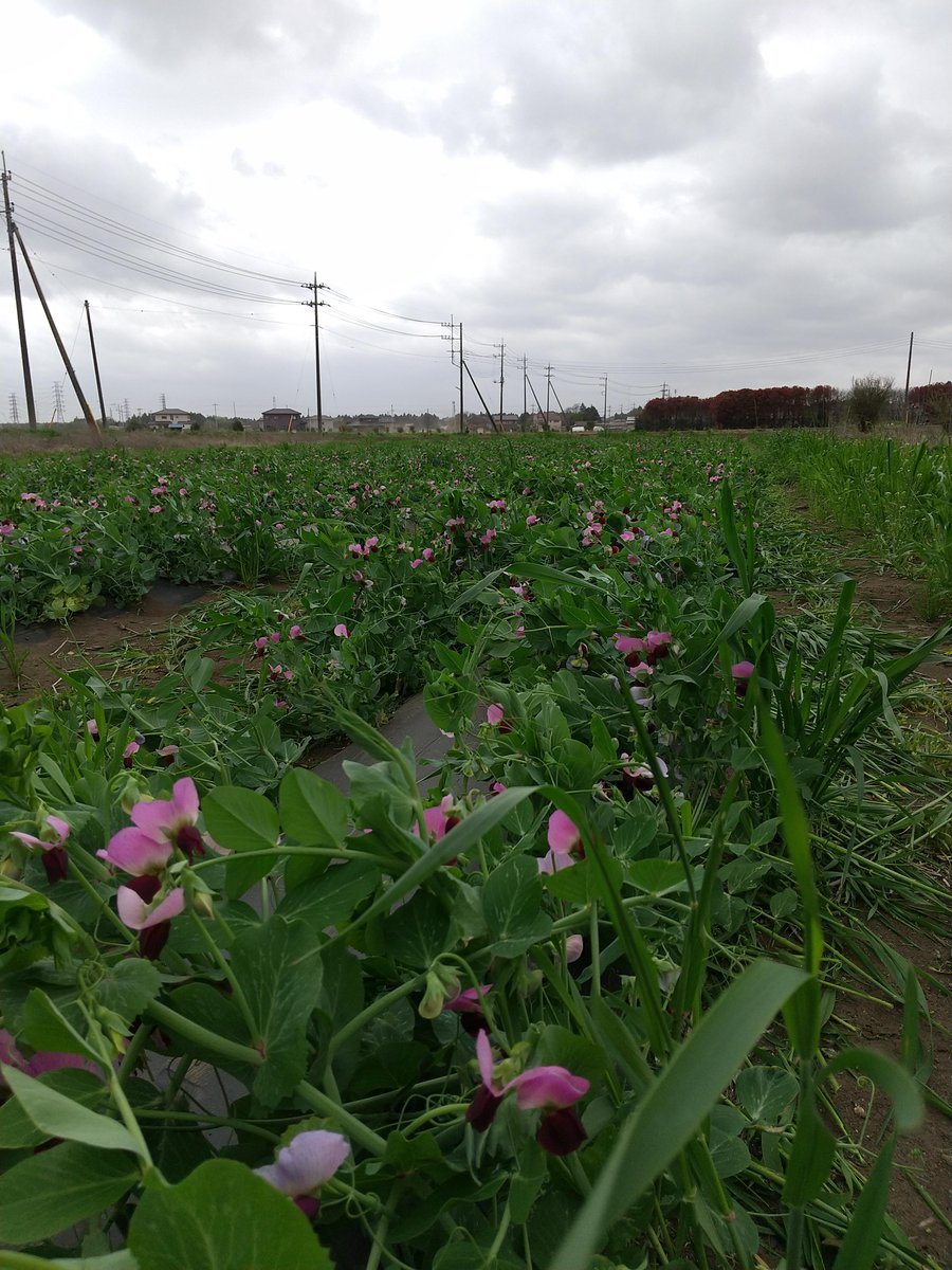 forester1440's tweet photo. 実エンドウが花盛り
作物が創り出す景観が好き
楽しみの向こう側に未来が期待できそうで。

しかし南風強すぎ。。。

#japan
#茨城県
#水戸市上国井
#エンドウの花
#いとなみが創る風景
#いつのまにか農家 https://t.co/oJsLQzBUR7