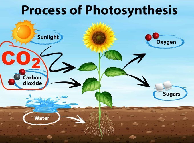 NoToDigital_ID's tweet image. In the past was much warmer than today with a much less carbon dioxide in the air !

All plants and trees need carbon dioxide to create oxygen on the planet - photosynthesis - it's a basic biology !

#ClimateScam 
#ClimateEmergencyScam
#NetZeroScam
#wef2030agenda #WEFpuppets