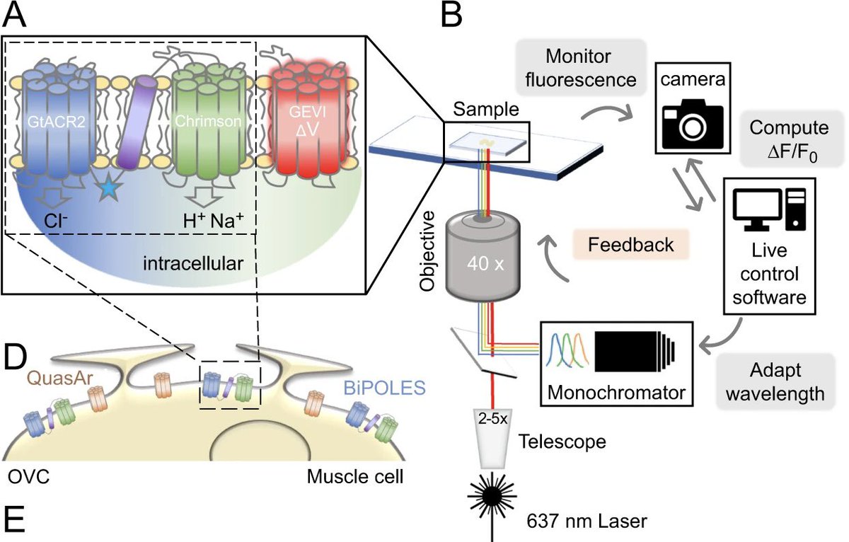 Johannes Vierock (@joh_vier) on Twitter photo Finally out: “All-optical closed-loop voltage clamp for precise control of muscles and neurons in live animals” A cool combination of Bipoles and rhodopsin based GEVIs! Great work by Amelie Bergs, the Gottschalk lab, <a href="/SilviRoz/">Silvia Rodriguez-Rozada</a>, <a href="/SimWieg/">J. Simon Wiegert</a> and many others💫🥳nature.com/articles/s4146… Finally out: “All-optical closed-loop voltage clamp for precise control of muscles and neurons in live animals” A cool combination of Bipoles and rhodopsin based GEVIs! Great work by Amelie Bergs, the Gottschalk lab, <a href="/SilviRoz/">Silvia Rodriguez-Rozada</a>, <a href="/SimWieg/">J. Simon Wiegert</a> and many others💫🥳nature.com/articles/s4146…