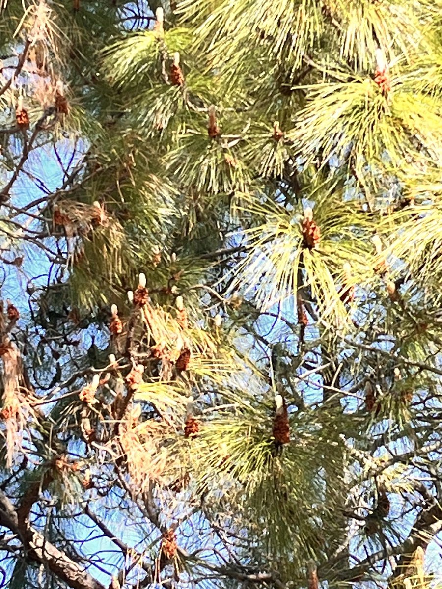 parthjshah's tweet image. How pine cones grow? #newthingstolearn