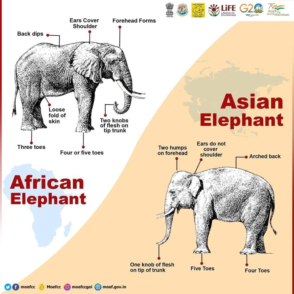 Differences between #AsianElephants & #AfricanElephants #GajUtsav