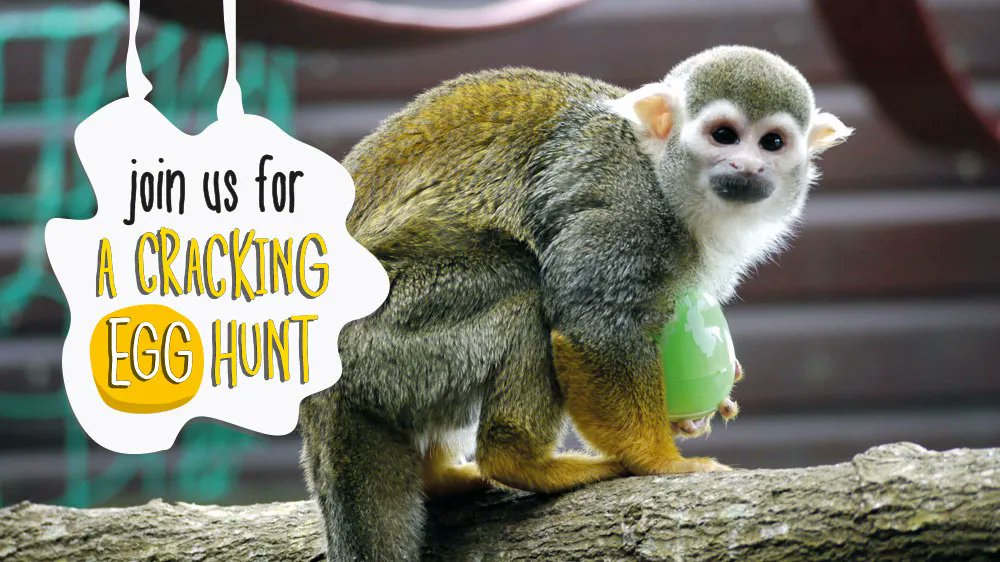 Good Friday and Easter fun at @MonkeyIOW 🐒 
#GoodFriday #Easter2023 #isleofwight
 buff.ly/3MawAhr