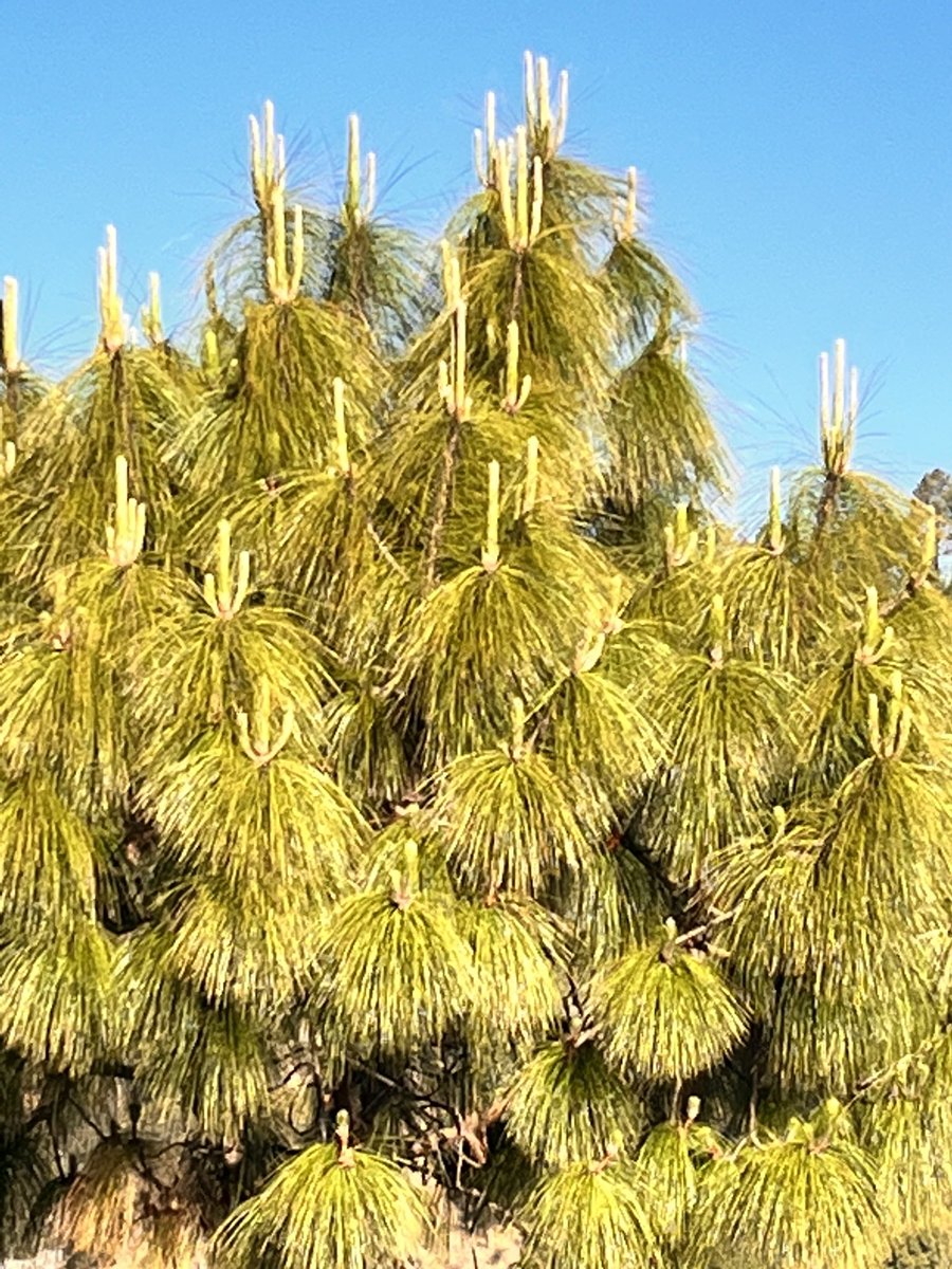 parthjshah's tweet image. How pine cones grow? #newthingstolearn