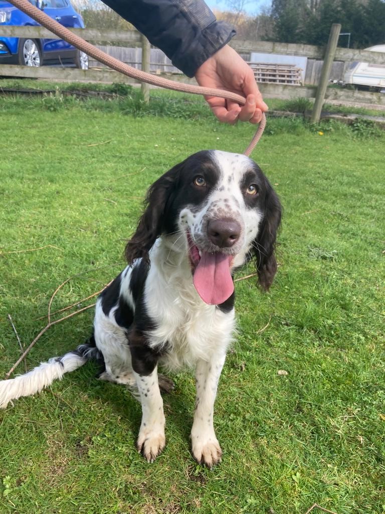Please retweet to help Bailey find a home #LONDON #N2 
Active Spaniel aged 9 months. He's looking for an experienced home to go on with training. 
He can live with children aged 10+ and a female dog🐶

DETAILS or APPLY👇
alldogsmatter.co.uk/dogs/bailey-2/
#Spaniels #dogs #Easter