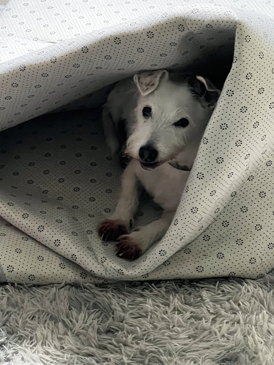PodLegged's tweet photo. A quick thank you for all your kind wishes and thoughts. As I live alone with just pod it was a huge relief to get the news yesterday 😊. Plenty more bimbles left in us both yet 🐶🐶. #famouspod #dogsoftwitter https://t.co/xQ6TUqFeNd