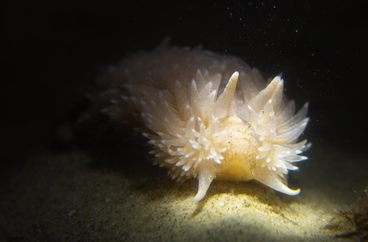 The Solent’s sandy seabeds are home to some amazing specialised species! Exploring a soft seabed site on the #IsleofWight last night produced huge grey sea slugs, diverse anemones, fan worms, masked crabs and an array of bivalves! #marinebiodiversity #wildlifephotography