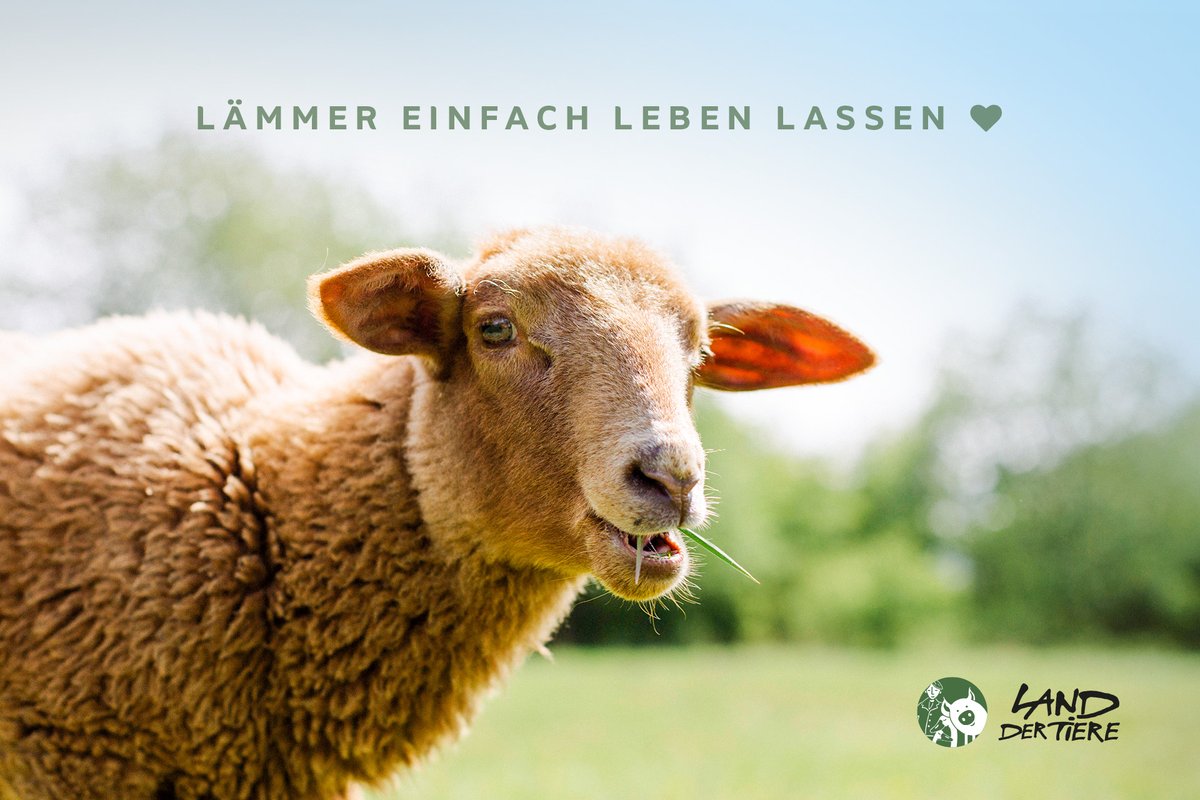 Allen friedliche #Ostern. ❤ ~ #landdertiere #lebenshof #tierrechte #tierschutz #tierrettung #vegan #govegan #schafe #schaf #osterlamm #osterlämmer #alletierewollenleben #tiereeinfachlebenlassen #animalrights #friendsnotfood #sheep #rescuesheep #easter #easterlamb