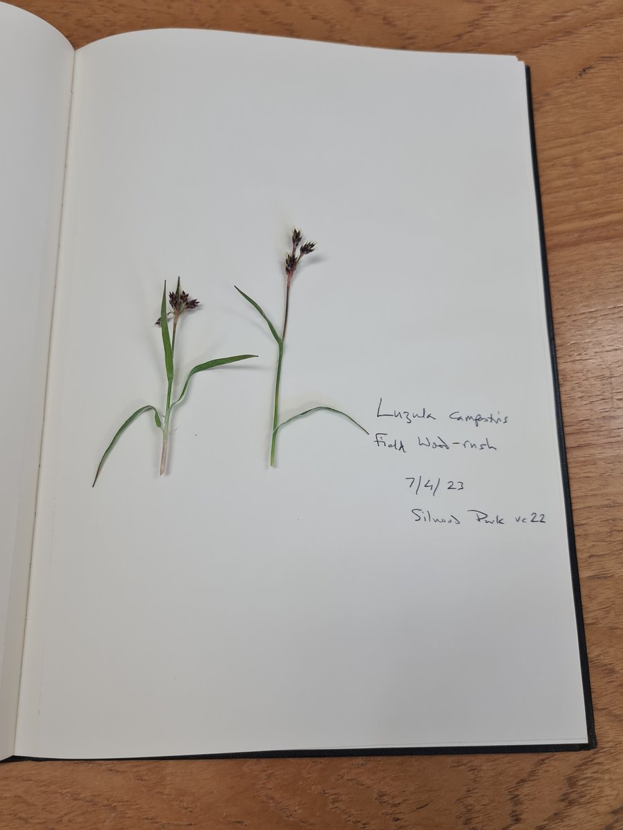 The proven way to learn your grasses is to go out once a week from now on, collect all the species you encounter, press them in an A4 hardback notebook and, once you've identified them, write the Latin and English names next to the specimen (with place and date, of course).