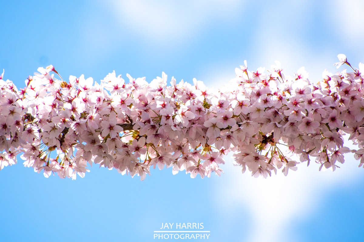 JayHarrisPhoto1's tweet image. It's that ℂℍ𝔼ℝℝ𝕐 𝔹𝕃𝕆𝕊𝕊𝕆𝕄 time of year again and the neighbour's tree in bloom always brightens the day.

#cheeryblossom #blossomtree #sakura #blossom #cherryblossomtree #spring